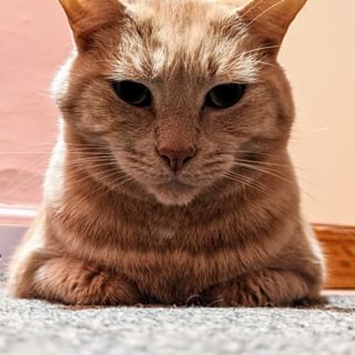 A close-up view of a wise, ginger cat